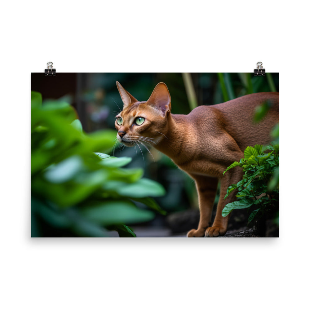 Curious Abyssinian exploring the garden photo paper poster - Posterfy.AI