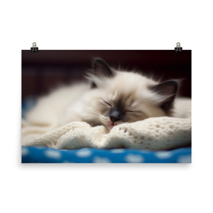 Ragdoll Kitten Napping in Cozy Blanket photo paper poster - Posterfy.AI