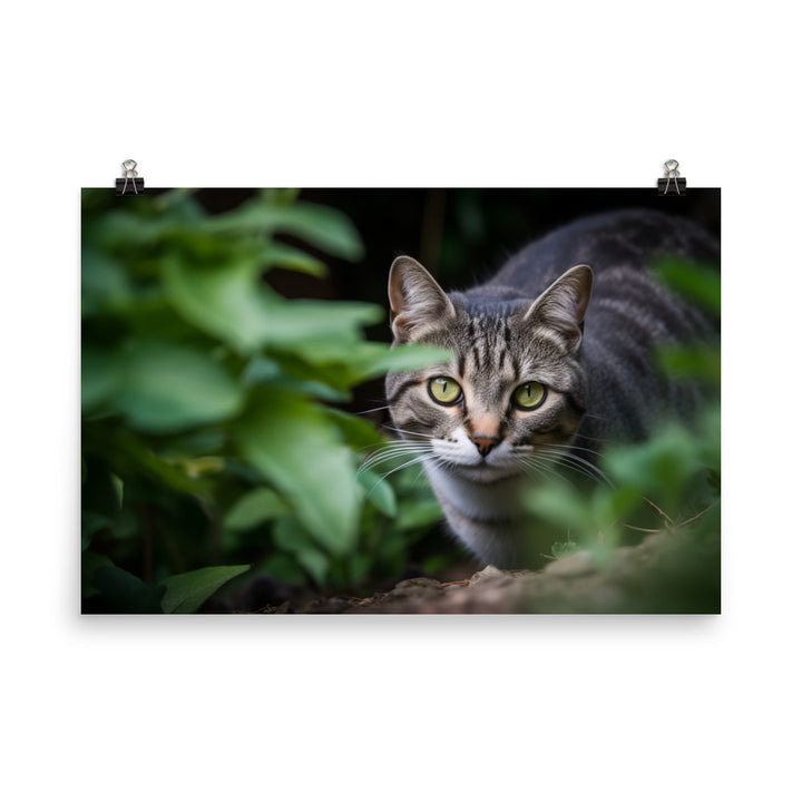 Curious American Shorthair exploring the garden photo paper poster - Posterfy.AI