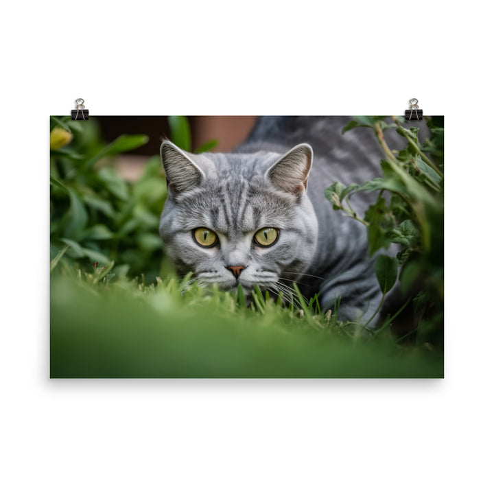 Curious American Shorthair exploring the garden photo paper poster - Posterfy.AI