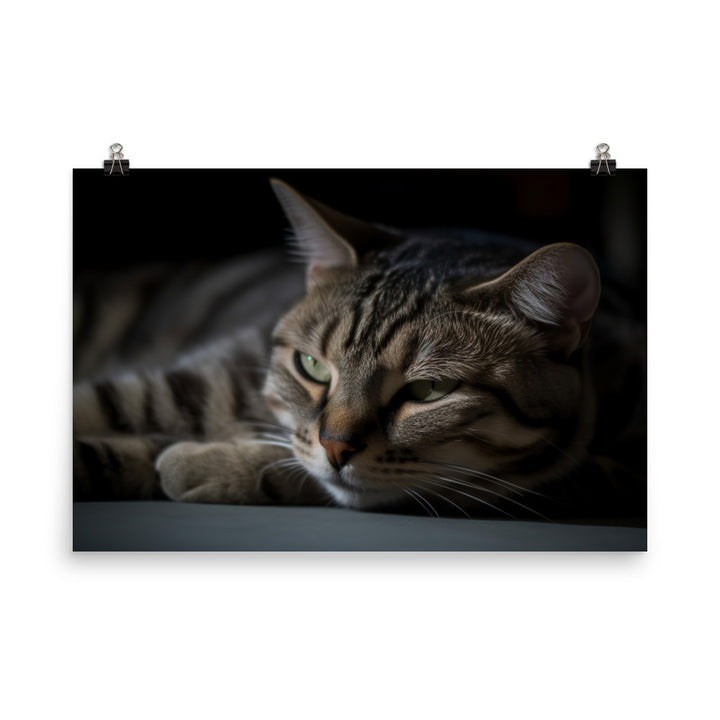 Cuddly American Shorthair enjoying lap time photo paper poster - Posterfy.AI