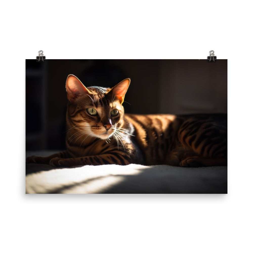 Majestic Bengal Cat Lounging in Sunbeam photo paper poster - Posterfy.AI