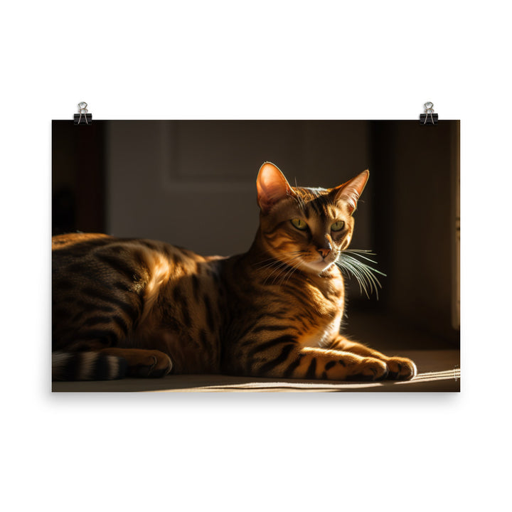 Majestic Bengal Cat Lounging in Sunbeam photo paper poster - Posterfy.AI