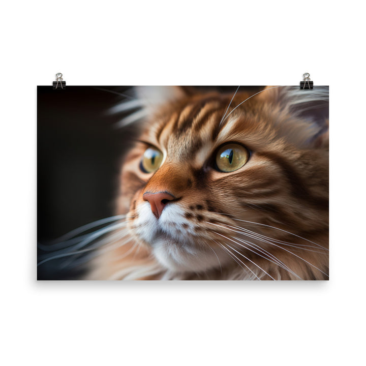 Maine Coon with a Close-Up shot photo paper poster - Posterfy.AI