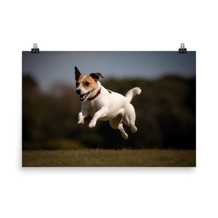 Spirited Jack Russell Terrier at Play photo paper poster - Posterfy.AI