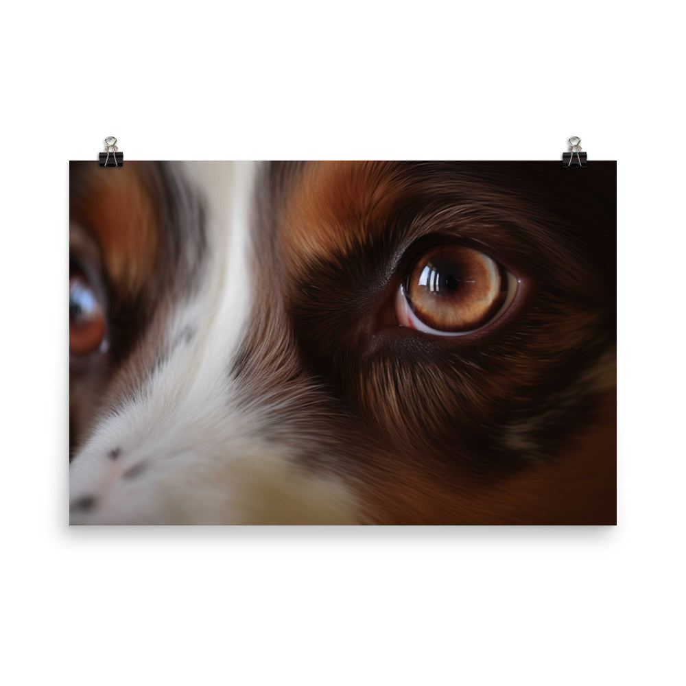 Inquisitive and intelligent: Australian Shepherd photo paper poster - Posterfy.AI