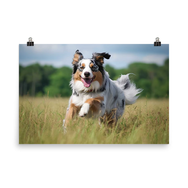 Graceful and loyal: Australian Shepherd photo paper poster - Posterfy.AI