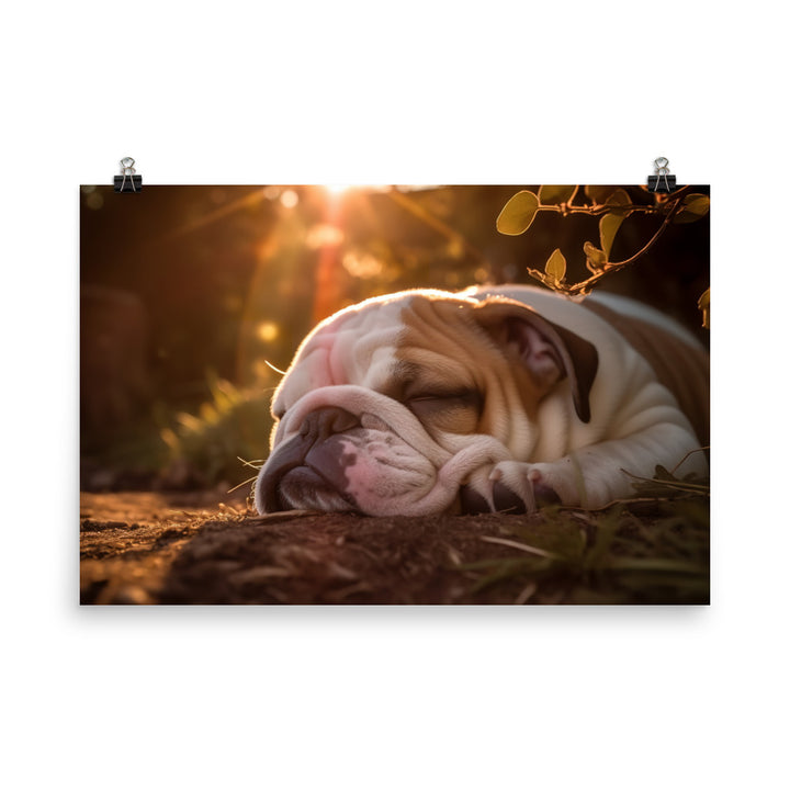 Cute Bulldog in the Sun photo paper poster - Posterfy.AI