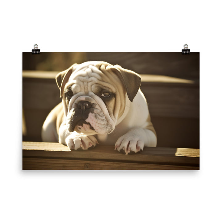 Cute Bulldog in the Sun photo paper poster - Posterfy.AI