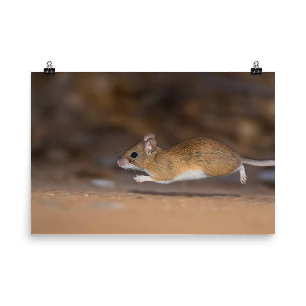 Action Shot of a Deer Mouse on the Move photo paper poster - Posterfy.AI