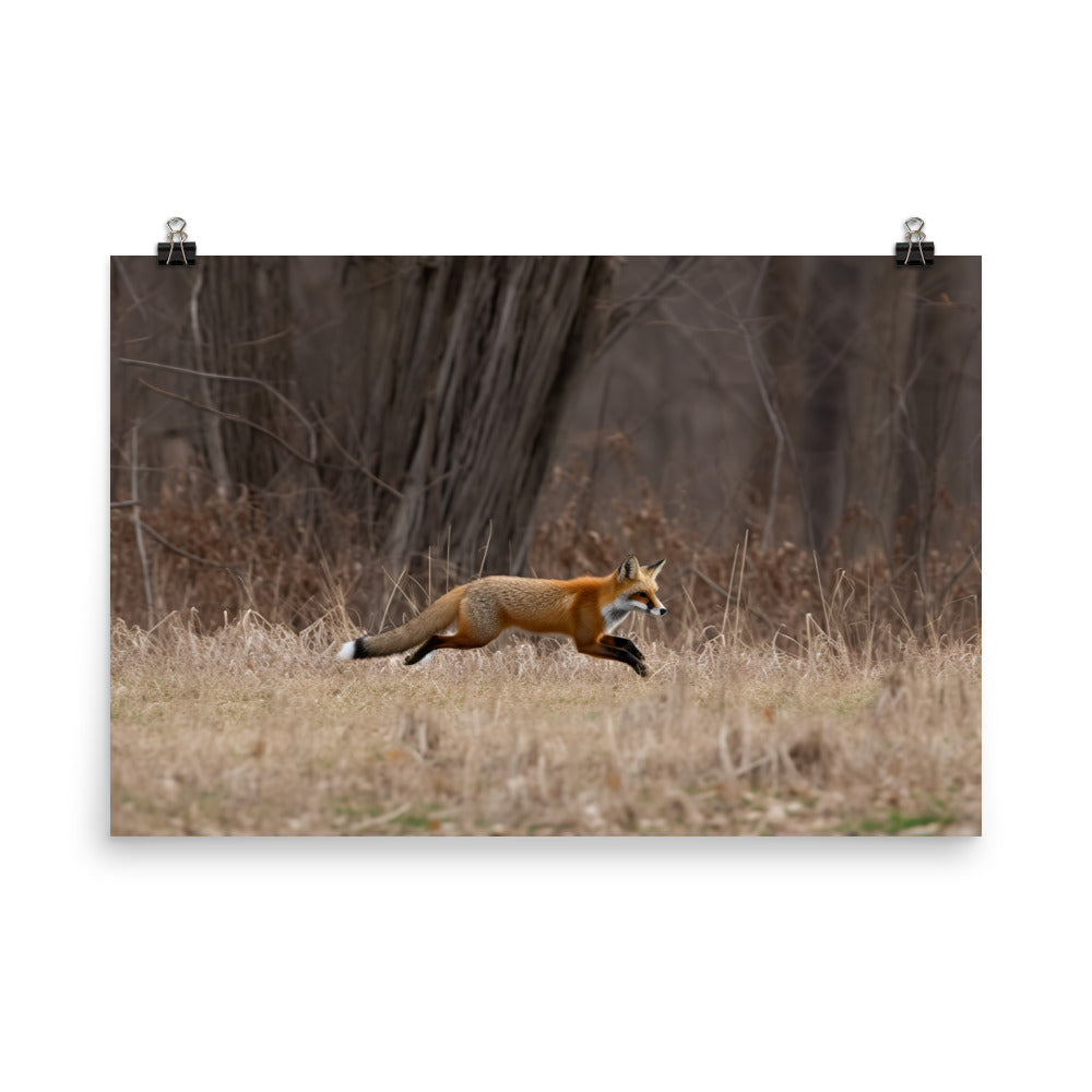 Red Fox Hunting for Prey Photo paper poster - Posterfy.AI