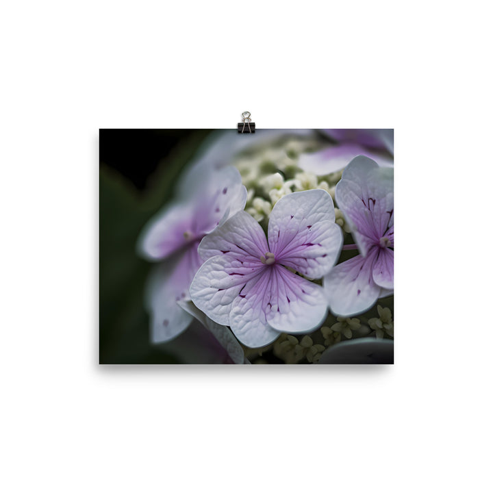 Purple and White Hydrangea Close-Up photo paper poster - Posterfy.AI