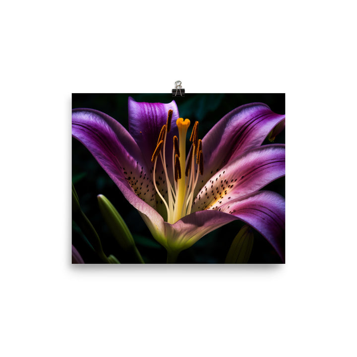Purple Lily at Dawn photo paper poster - Posterfy.AI