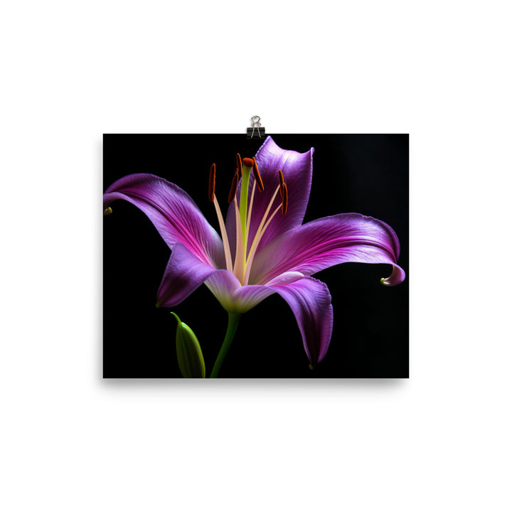 Purple Lily at Dawn photo paper poster - Posterfy.AI