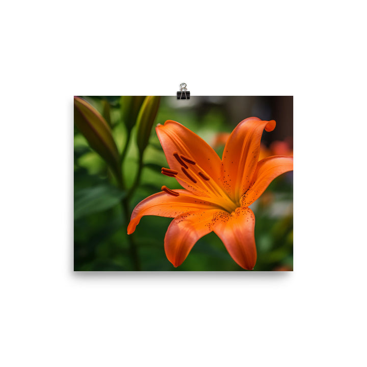 Orange Lily in the Garden photo paper poster - Posterfy.AI