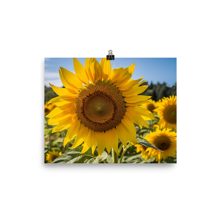 Sunflowers in the Sun photo paper poster - Posterfy.AI