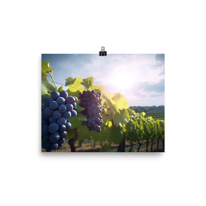 Vineyard Beauty photo paper poster - Posterfy.AI