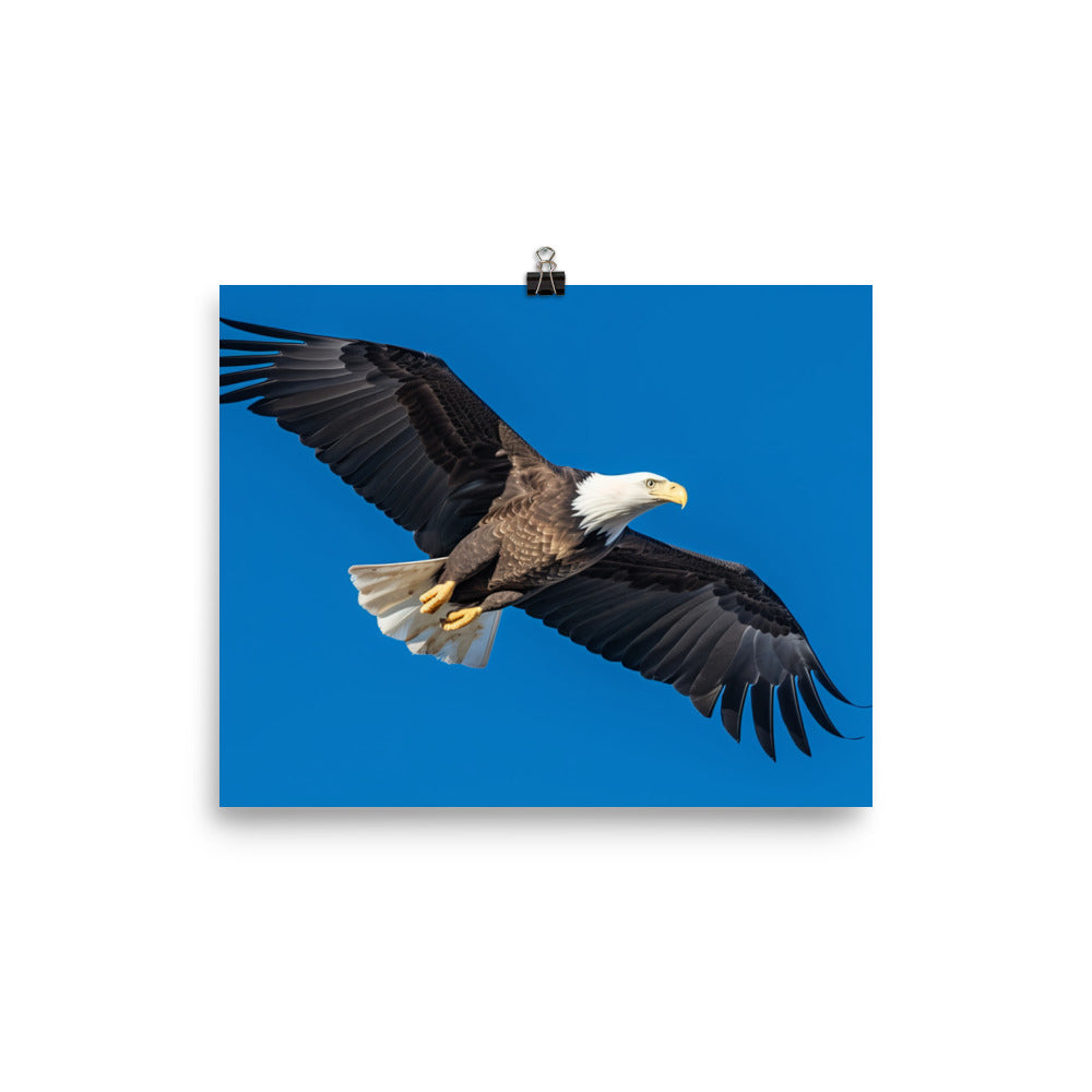 Beautiful Bald Eagle in Flight Against the Blue Sky photo paper poster - Posterfy.AI