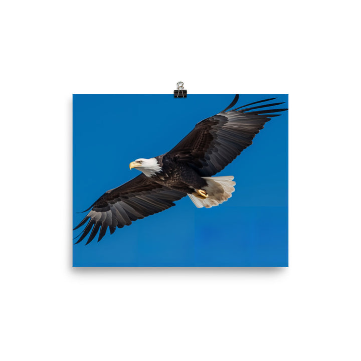 Beautiful Bald Eagle in Flight Against the Blue Sky photo paper poster - Posterfy.AI