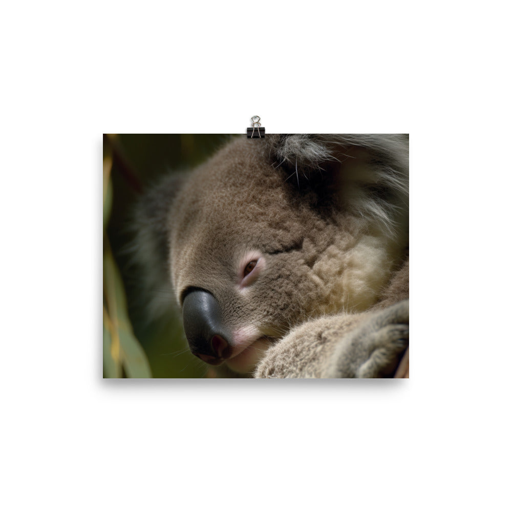 Sleepy Koala Snuggled Up in a Tree photo paper poster - Posterfy.AI