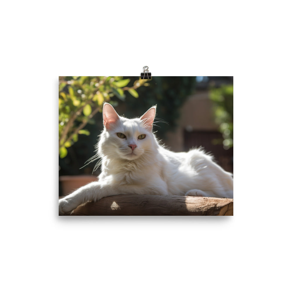 Graceful Turkish Angora relaxing in the sun photo paper poster - Posterfy.AI