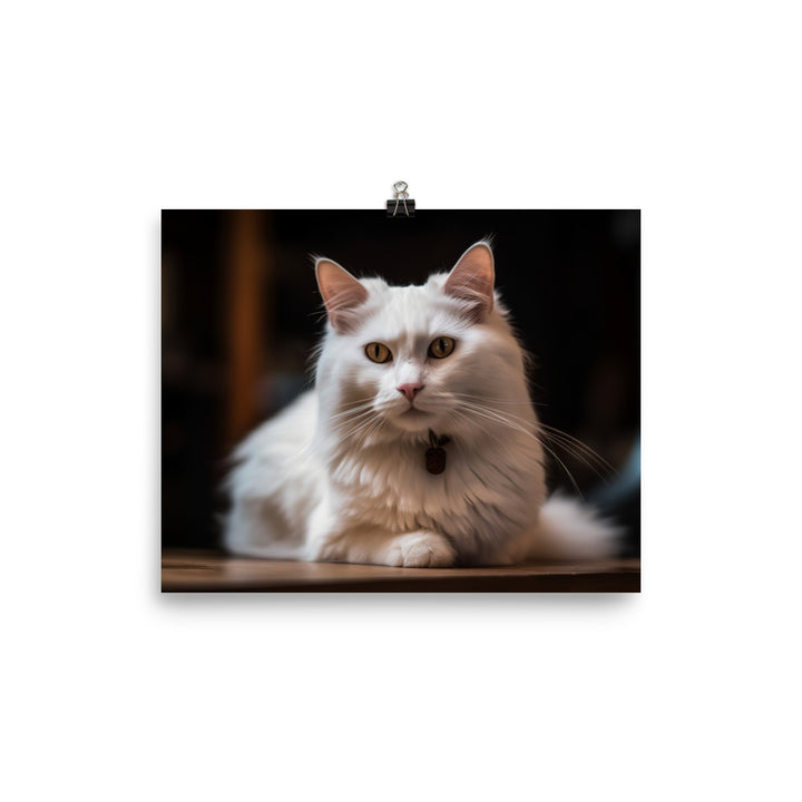 Elegant Turkish Angora posing for the camera photo paper poster - Posterfy.AI