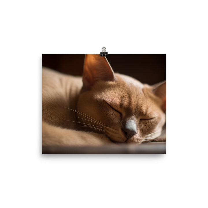 Sleeping Burmese Beauty photo paper poster - Posterfy.AI