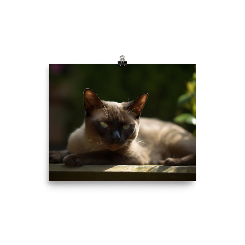 Burmese Relaxing in the Garden photo paper poster - Posterfy.AI