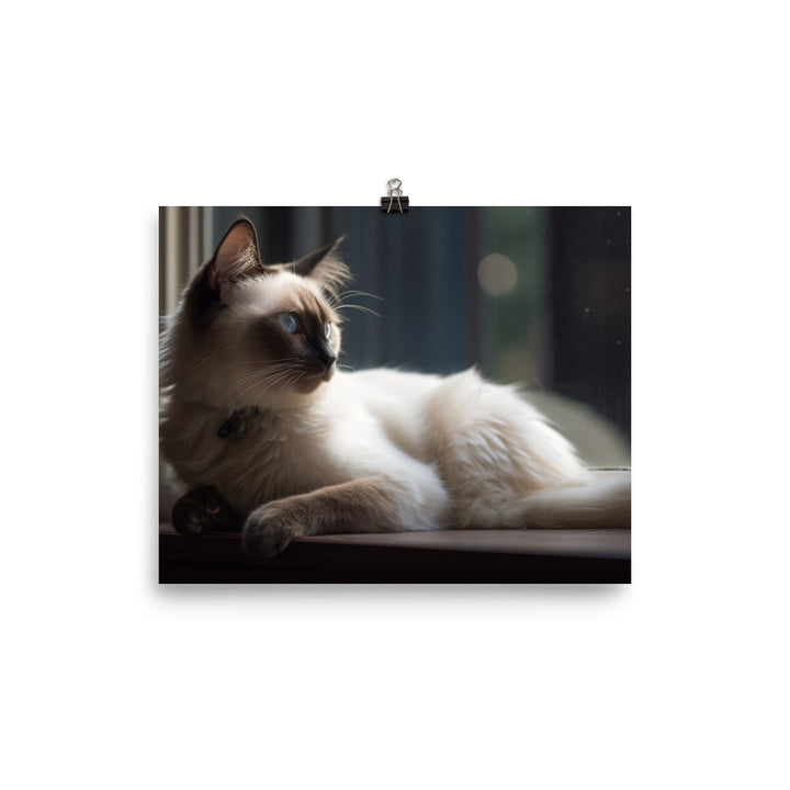 Graceful Balinese Cat Posing on the Window Sill photo paper poster - Posterfy.AI