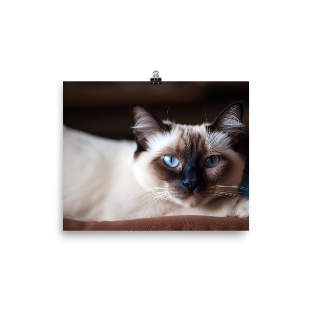 Gorgeous Balinese Cat Relaxing on the Couch photo paper poster - Posterfy.AI