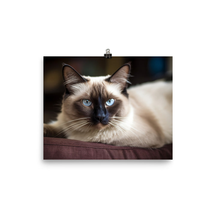 Gorgeous Balinese Cat Relaxing on the Couch photo paper poster - Posterfy.AI