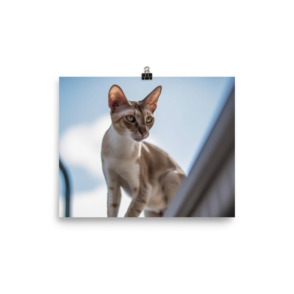 Adventurous Oriental Shorthair Climbing photo paper poster - Posterfy.AI