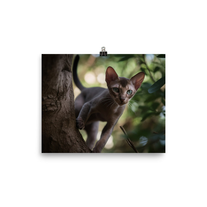 Adventurous Oriental Shorthair Climbing photo paper poster - Posterfy.AI