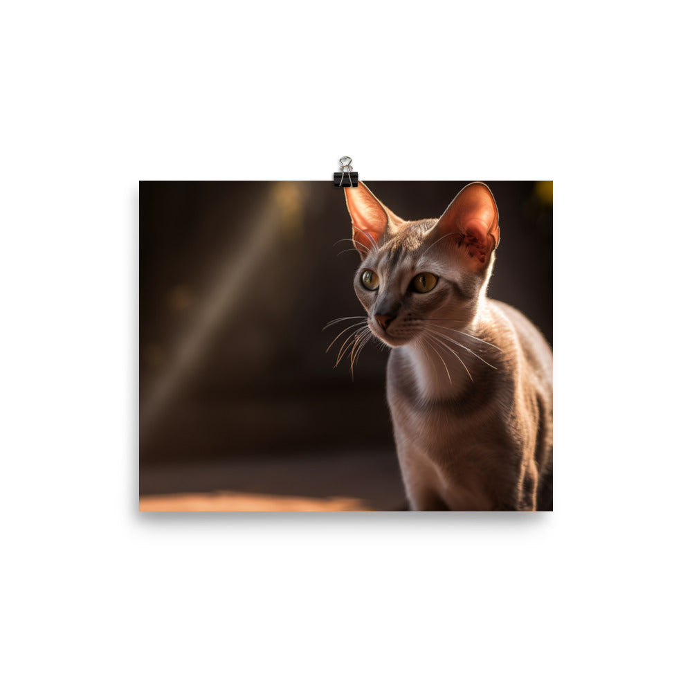 Curious Oriental Shorthair in Sunlight photo paper poster - Posterfy.AI