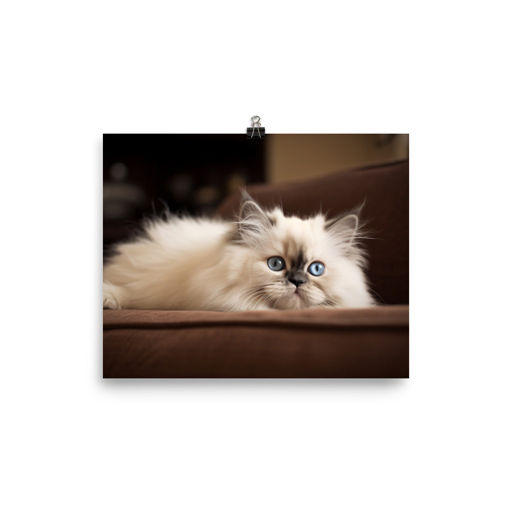 Adorable Himalayan Kitten resting on sofa photo paper poster - Posterfy.AI