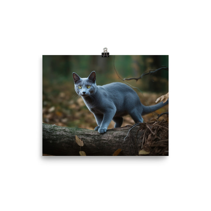 Russian Blue in Natures Playground photo paper poster - Posterfy.AI