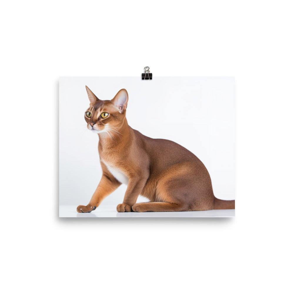 Elegant Abyssinian on a white background photo paper poster - Posterfy.AI