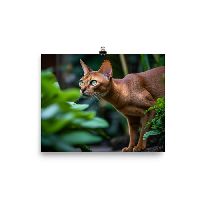 Curious Abyssinian exploring the garden photo paper poster - Posterfy.AI