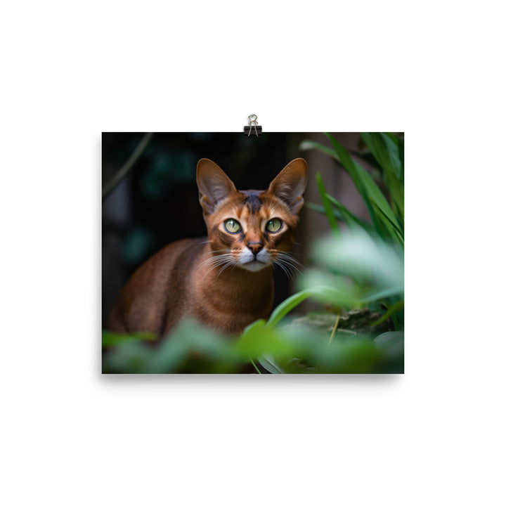 Curious Abyssinian exploring the garden photo paper poster - Posterfy.AI