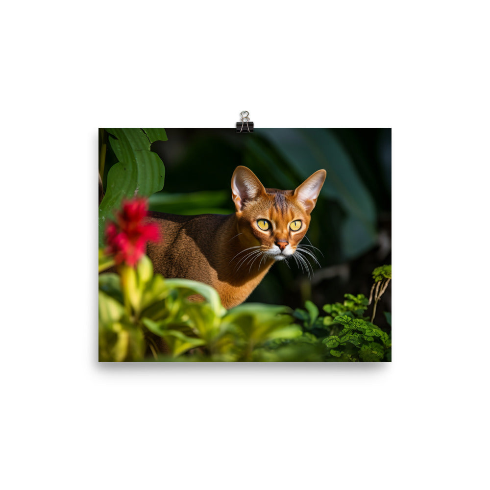 Curious Abyssinian exploring the garden photo paper poster - Posterfy.AI