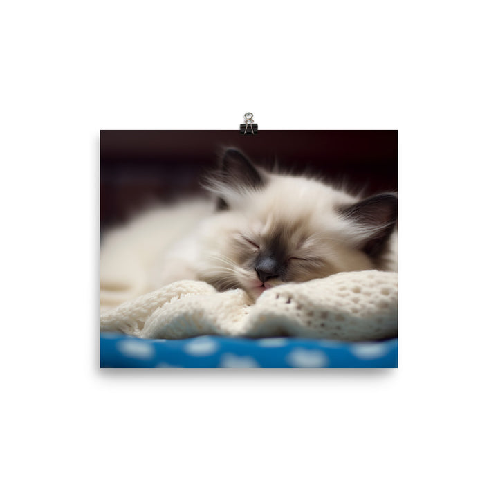 Ragdoll Kitten Napping in Cozy Blanket photo paper poster - Posterfy.AI