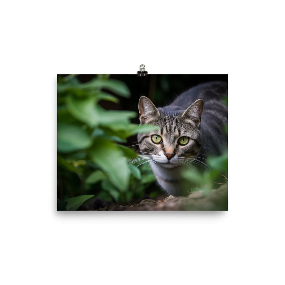 Curious American Shorthair exploring the garden photo paper poster - Posterfy.AI