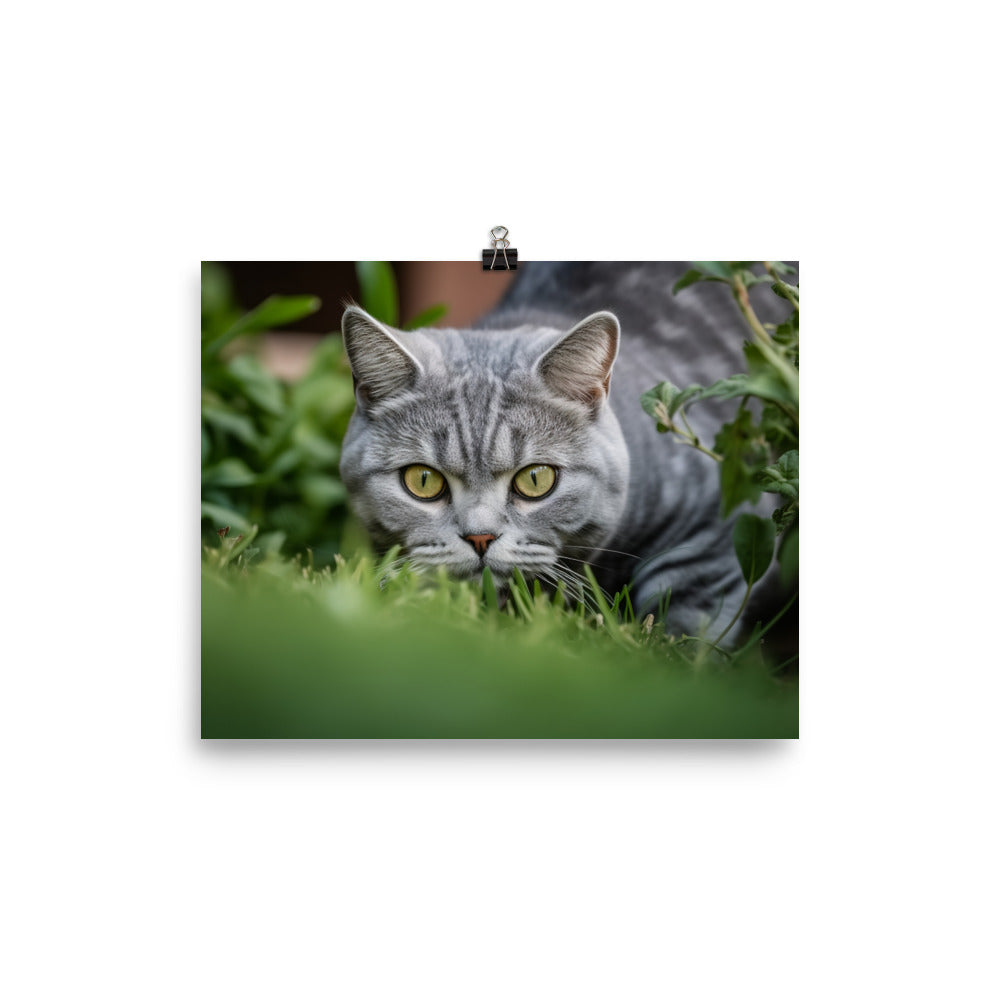 Curious American Shorthair exploring the garden photo paper poster - Posterfy.AI