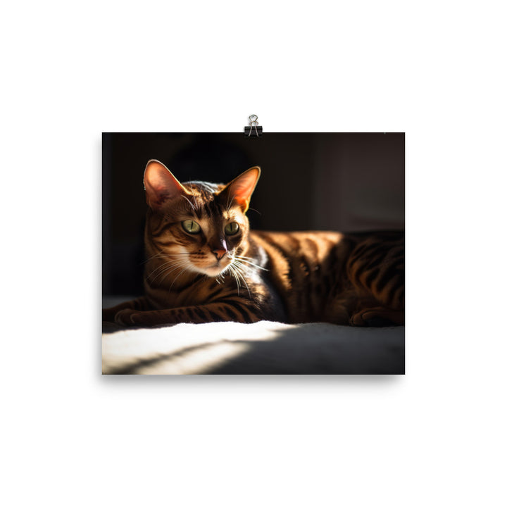 Majestic Bengal Cat Lounging in Sunbeam photo paper poster - Posterfy.AI