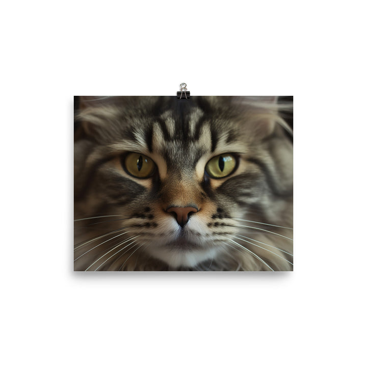 Maine Coon with a Close-Up shot photo paper poster - Posterfy.AI