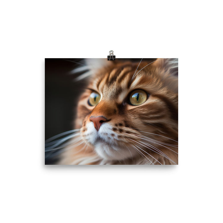 Maine Coon with a Close-Up shot photo paper poster - Posterfy.AI