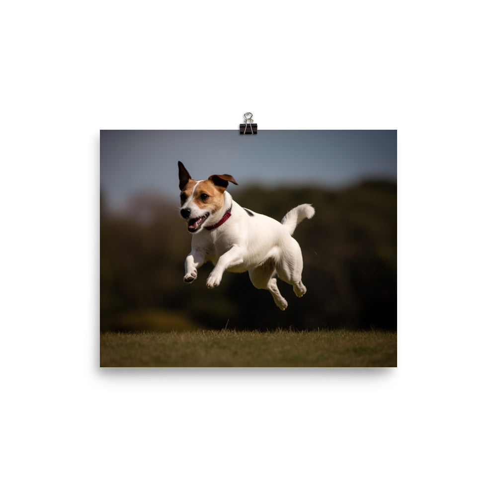 Spirited Jack Russell Terrier at Play photo paper poster - Posterfy.AI