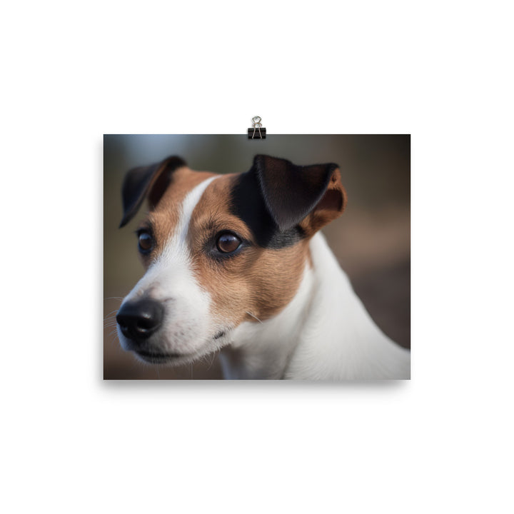 Jack Russell Terriers Inquisitive Stare photo paper poster - Posterfy.AI