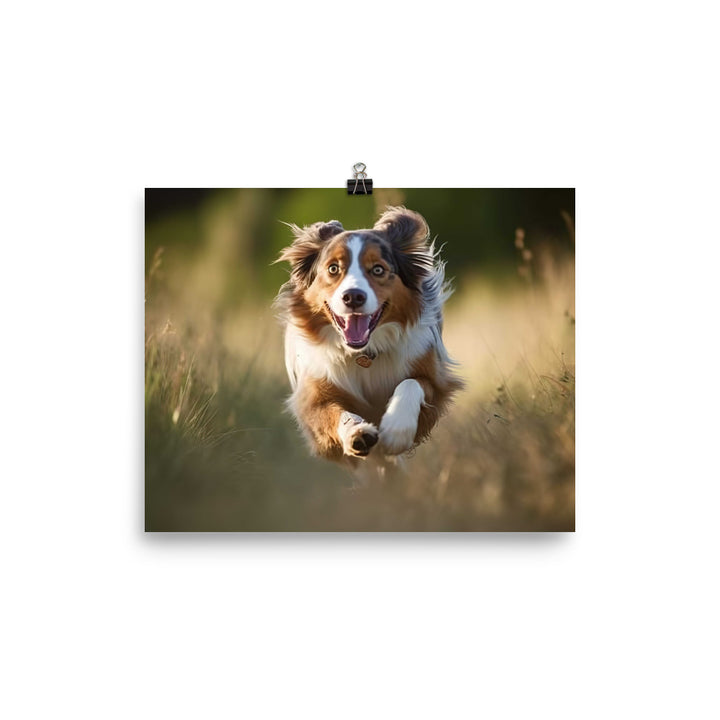 Graceful and loyal: Australian Shepherd photo paper poster - Posterfy.AI