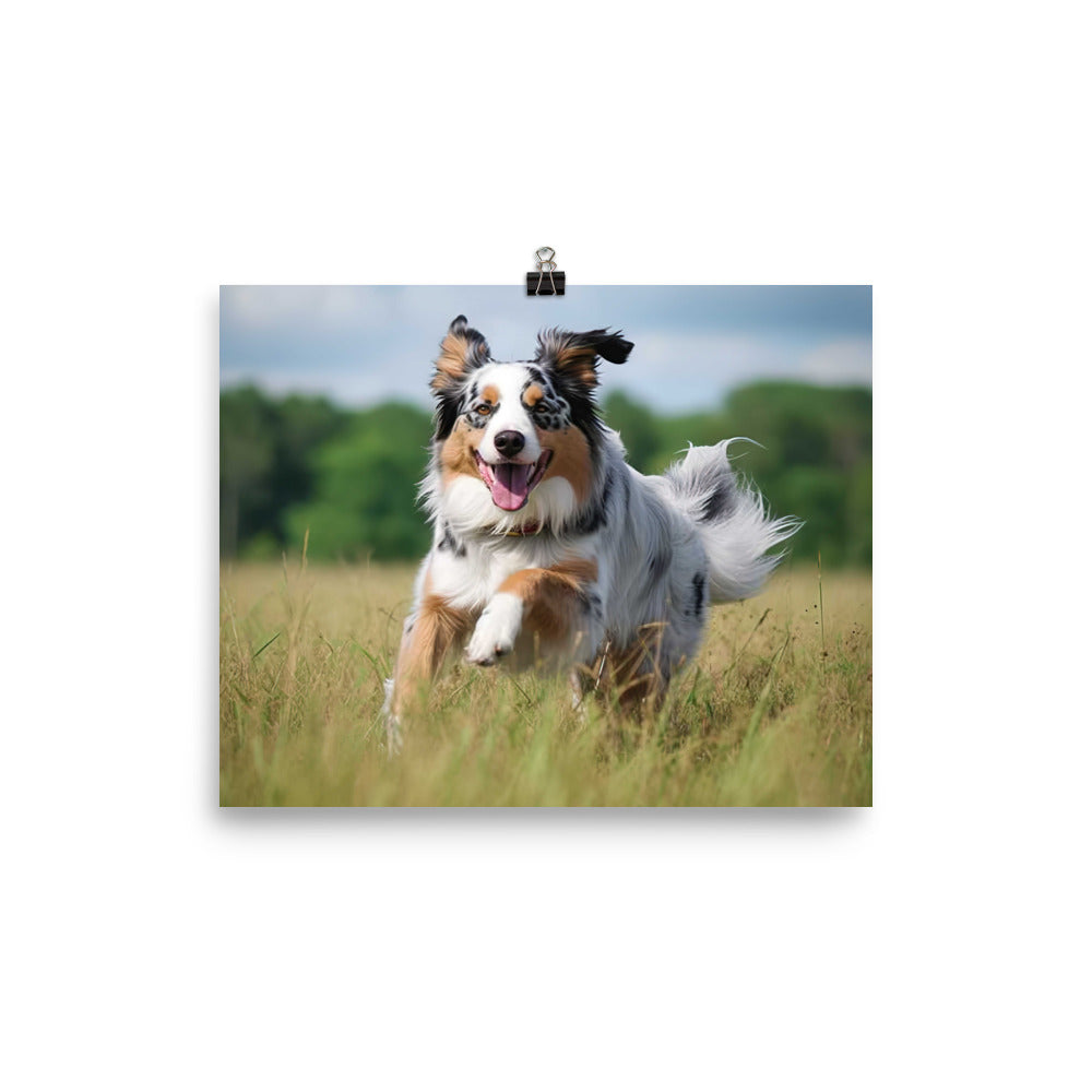 Graceful and loyal: Australian Shepherd photo paper poster - Posterfy.AI